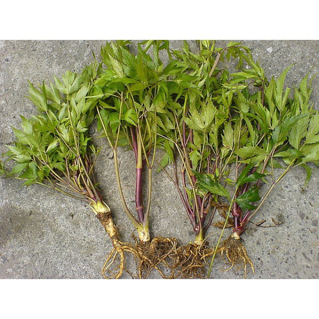 台灣花蓮 山當歸純露 大容量 漢方 中藥 整株萃取 自家蒸餾500ml 當歸精油