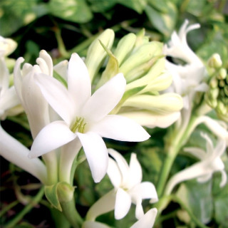 進口分裝晚香玉純露 tuberose 100%純天然無添加 500ml 大容量