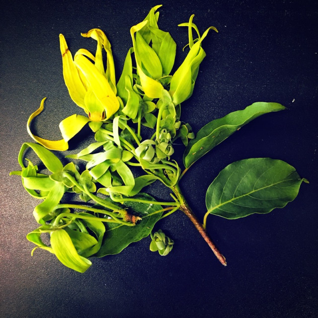自家蒸餾 含微量精油 新鮮彰化無毒依蘭 香水樹 伊蘭純露 500ml