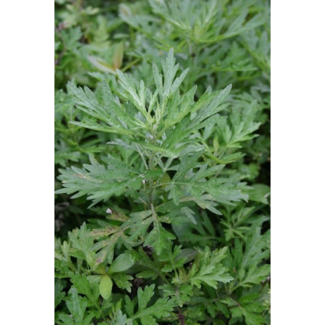 艾草純露 芳香萬壽菊 自家蒸餾 純天然100%無添加 500ml