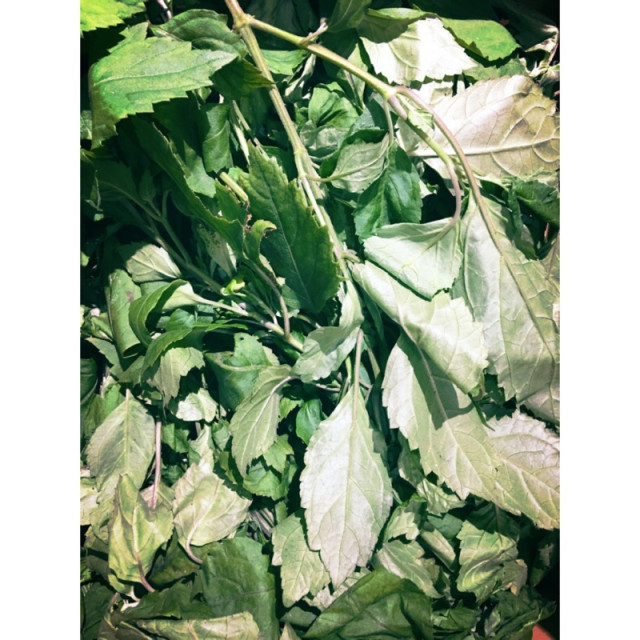 台灣宜蘭產 無毒種植廣藿香純露 500ml大容量 (非左手香)