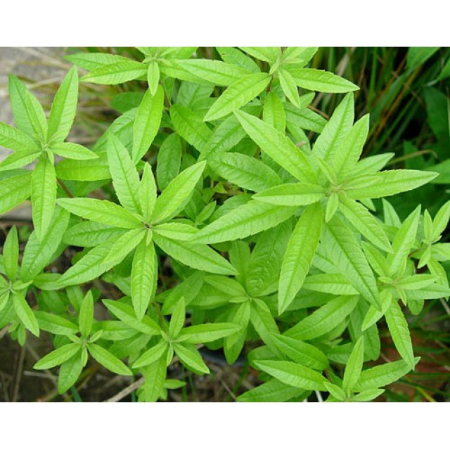 苗栗有機種植新鮮檸檬馬鞭草純露 自家蒸餾 500ml 純天然無添加 大容量