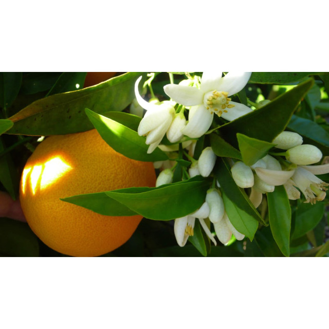 闆娘超推！進口分裝 義大利橙花純露 橙花精油 苦橙葉精油 100%無添加