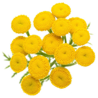 進口摩洛哥藍艾菊天然純露 Blue Tansy 100%純天然無添加 大容量500ml