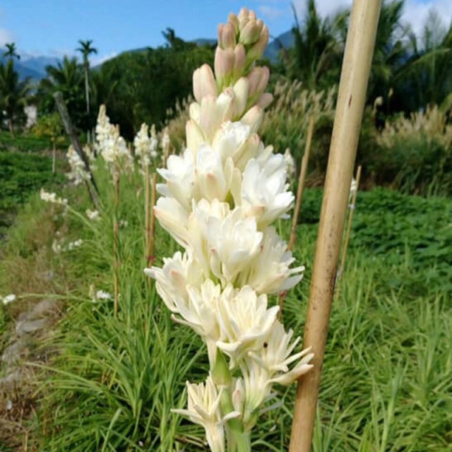 宜蘭三星 無毒種植晚香玉純露 夜來香 大容量500ml