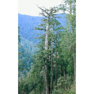 台灣香杉純精油 香杉純露 100%純精油 木頭香味濃郁