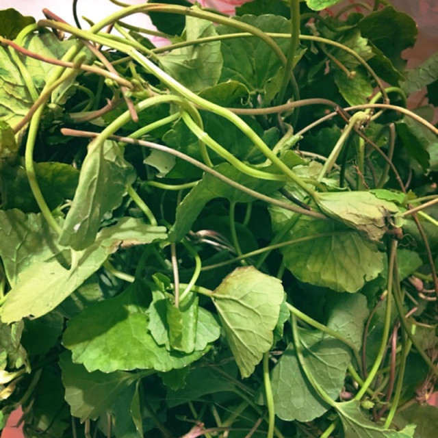 積雪草純露500ml-野生種植自家蒸餾 又稱雷公根老虎草 含殼草等