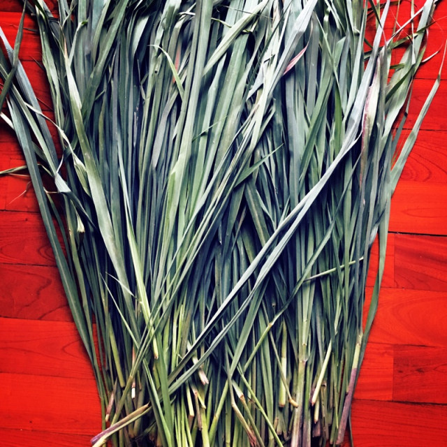 自家蒸餾 無毒檸檬香茅純露 檸檬草 lemongrass 500ml大容量