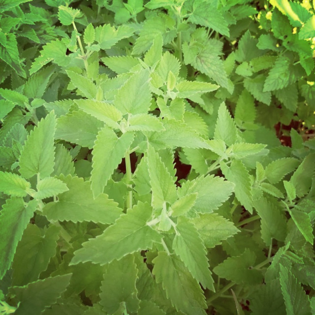 無毒種植南投貓薄荷純露 500ml 100%純天然無添加 別稱：荊芥 Catnip 防蚊液