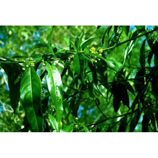 自家蒸餾 山雞椒 山胡椒 馬告純露 刺蔥純露 食茱萸 花蓮瑞穗產 大容量500ml 調酒 醃肉