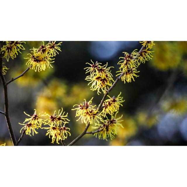 USDA有機 金縷梅純露大容量 500ml 鎮定法寶 自家蒸餾