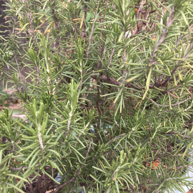 自家蒸餾 宜蘭迷迭香純露 100%純天然無添加 大容量500ml