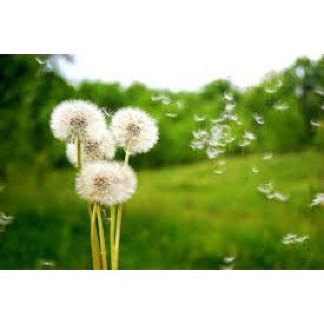 台灣產 新鮮蒲公英根 葉純露 100%純天然 大容量500ml