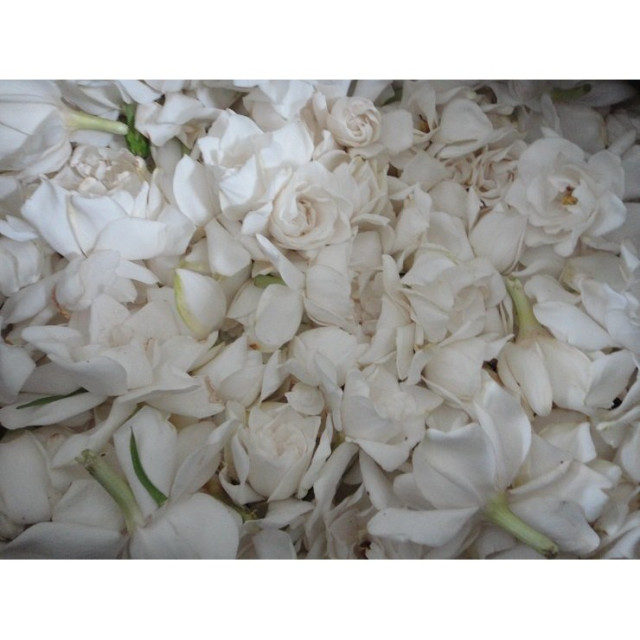 新花上架 梔子花（槴子花）純露（玉堂春） 新鮮花瓣 自家蒸餾 500ml 季節限定