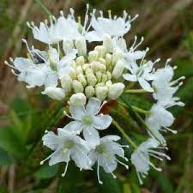 新品上架 有機 進口日本柚子 髯花杜鵑 格陵蘭喇叭茶純露 稀有品項 大容量500ml